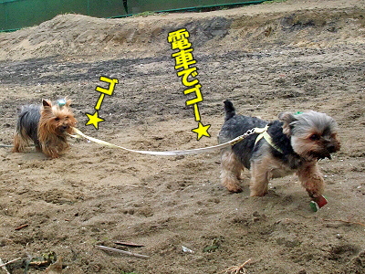GWËëÄ¥¥ª¥Õ¡Ê³¤ÊÔ¡Ë¥