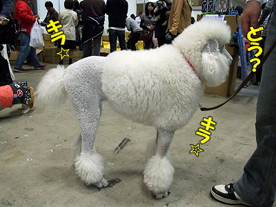 ¥¢¥¸¥¢¥¤¥ó¥¿¡¼2009¡Ê¸åÊÔ¡Ë¥