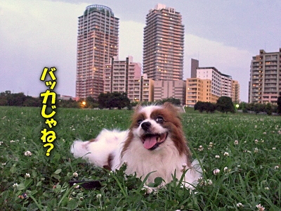 ¥ì¥¿¥Ã¥Á©