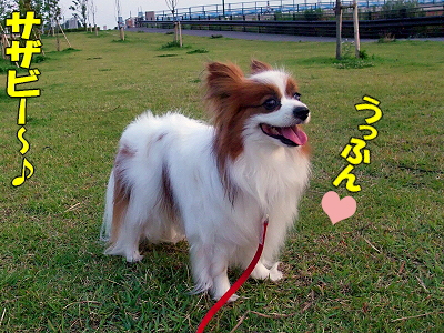 ¤Þ¤¢¤ë¤¤¥µ¥¶¥Ó¡¼¢ö¯