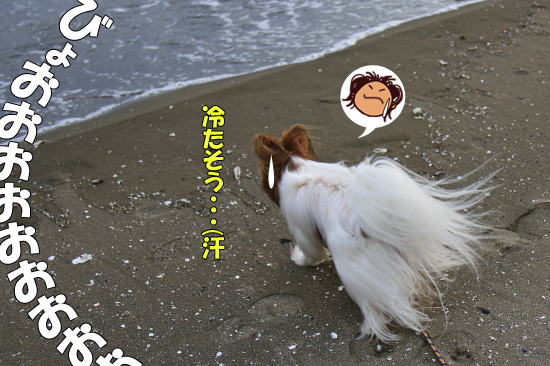 ¥µ¥¶¥Ó¡¼¡¢º½ÉͤËΩ¤Ä¡ª¡ª¡¡15