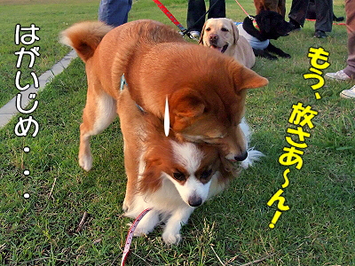 ¥Ê¥Ä¥³¹¶Î¬Ë¡¡ú¦