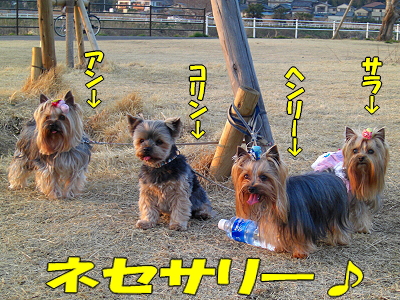 GOLDEN SAZABY§