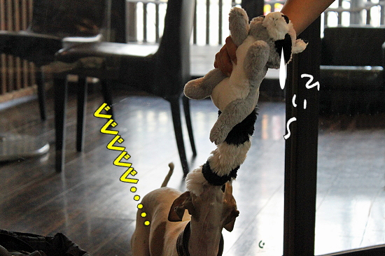 ºÆ¤ÓMerry Dog²
