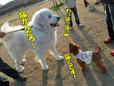½Õ°ìÈ֡ʥϥë¤Á¤ã¤ó°µ¾¡Êԡ˧