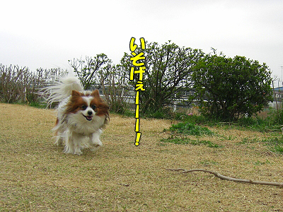 ºù¤ÎÌڤβ¼¤Ç£