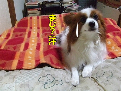 ´°Á´Éüµì¡Á(¡¦¢Ï¡¦)ŽÉ¤