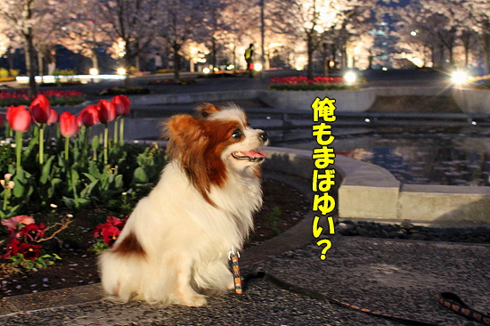 Ìëºù¥ª¥ó¥é¥¤¥ó¢ö®