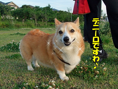 ¥Ç¥Ë¡¼¥í©