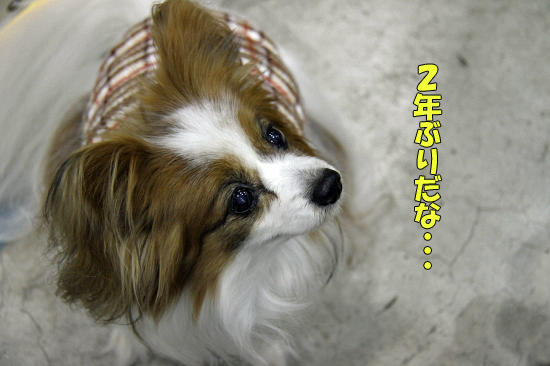 2ǯ¤Ö¤ê¤Î¥À¥Ã¥¯¥·¥ç¡¼¡ÊÁ°ÊÓ¡Ë¡¡02