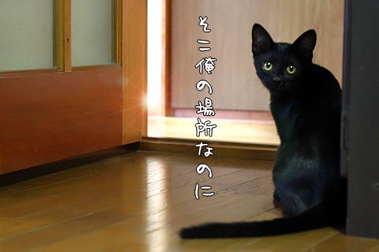 ¹õ¤¤¥·¥Ê¥ó¥¸¥å£