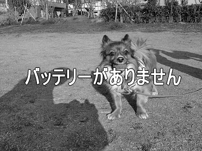 ½Õ°ìÈ֡ʥϥë¤Á¤ã¤ó°µ¾¡ÊÔ¡Ë´