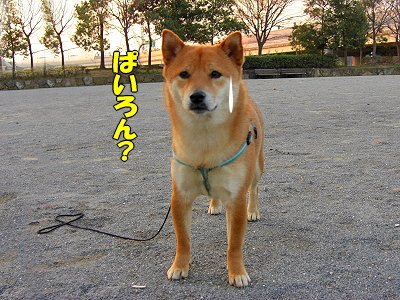¸¤¸ì¥