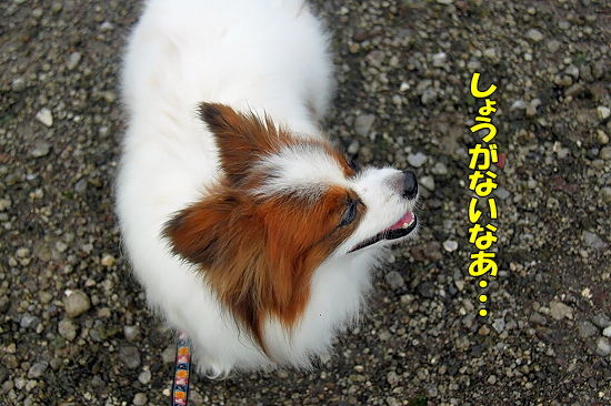 ±«¤ÎÌ´?