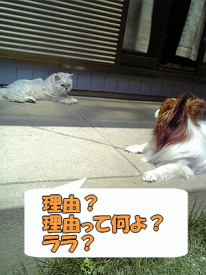 ¥·¥ã¥É¥¦²È²¥