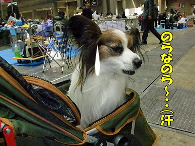 ¥¢¥¸¥¢¥¤¥ó¥¿¡¼2009¡Ê¸åÊԡ˰