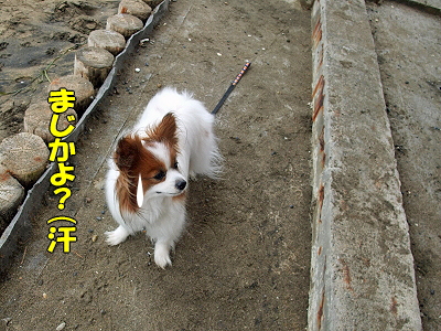GWËëÄ¥¥ª¥Õ¡Ê³¤Êԡ˱