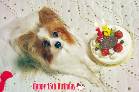 Happy Birthday sazaby 15th¡¡01