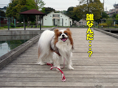 ÀÖÀå¥×¥ì¥ß¥¢¥à¥«¡¼¥É¡ú¢