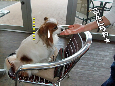 DOG GARDEN CAFE29