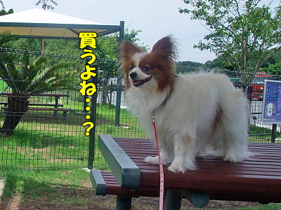 »Ô¸¶SA¥¨¥ê¥¢¤«¤é¬