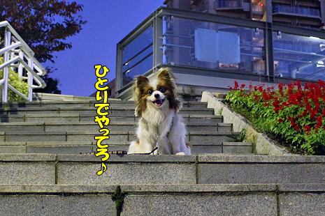 ¥°¥ê¥³¤Î¥ª¥Þ¥±¡ú