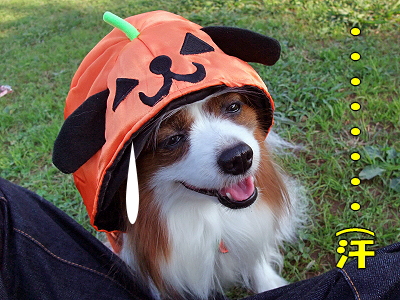 HALLOWEEN¡ùŽ·ŽÀ¨¬¨¬!!!!±
