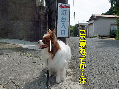 38ǯ²ñ⑮