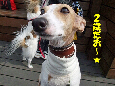 ¥¢¥í¥¢¥Þ¥ó¡¢ÃÂÀ¸Æü¤ª¤á¤Ç¤È¤¦( ¡®¡¼¡)ŽÉ¢