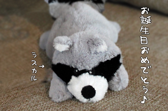 ºÆ¤ÓMerry Dog¯