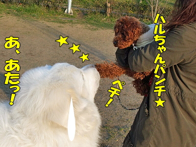 ½Õ°ìÈ֡ʥϥë¤Á¤ã¤ó°µ¾¡Êԡ˪