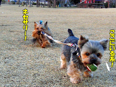 GOLDEN SAZABY¥