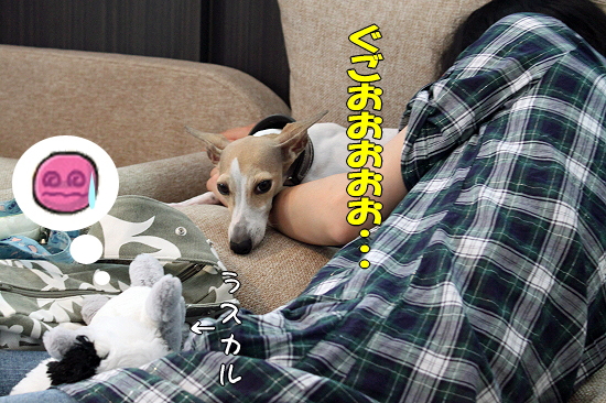 ºÆ¤ÓMerry Dog22