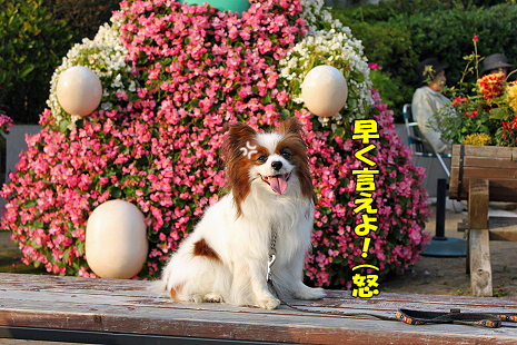 ¤Ï¤Ê¤Á¤ã¤ó¥È¥Ô¥¢¥ê¡¼¡ú¨