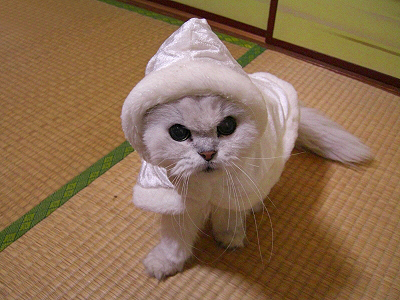 ÅߤΥ³¥¹¥×¥ì©