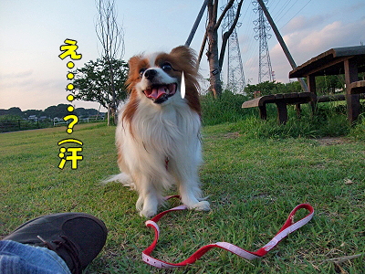 ¥Ö¥é¥Ü¡¼¡¦¥¢¥í¥¢¡ú¤