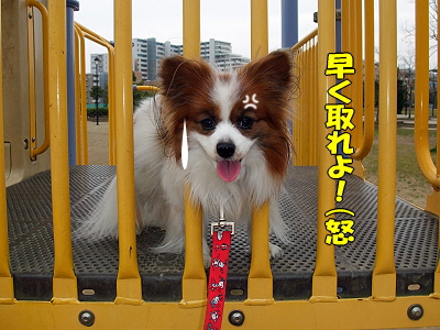 JOY¤È¶¦¤Ë¡¦¸åÊÔ¡