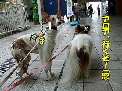 ¥µ¥¶¥Ó¡¼¡¢Á¥¤Ë¾è¤ë¤Î´¬¯
