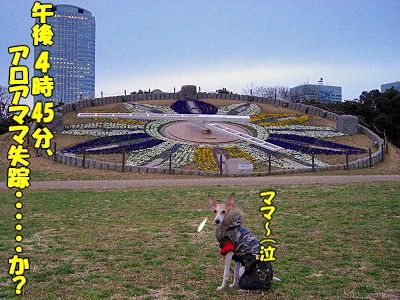 ¥¢¥í¥¢¥Þ¥Þ¤òõ¤»¡ª¬