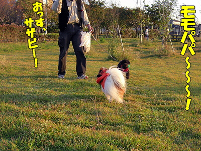 ¥«¥Ü¥Á¥ãÂ粦¨