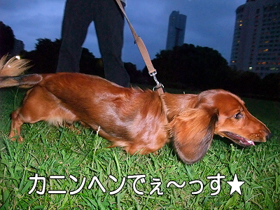 ¥«¥Ë¥ó¥Ø¥ó¡ú¥