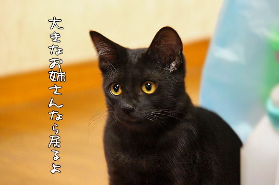 ¹õ¤¤¥·¥Ê¥ó¥¸¥å§