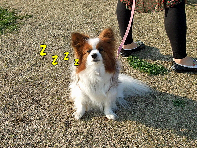 ½Õ°ìÈ֡ʥϥë¤Á¤ã¤ó°µ¾¡ÊÔ¡Ë