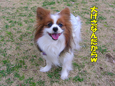 ¥¢¥¯¥·¥Ç¥ó¥È¡£¡£¨