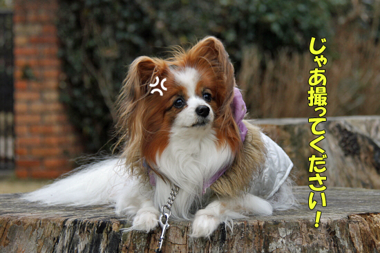 ¤ª»¶Êâ¥ì¥Ó¥å¡¼¡ÊÁ°ÊÓ¡Ë¡¡17