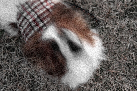 THE WALKING DOG¡¡04