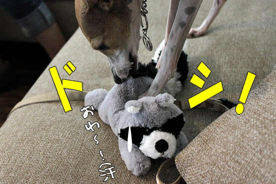 ºÆ¤ÓMerry Dog°