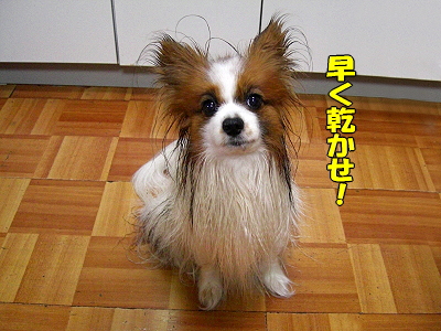 ¥µ¥¶¥Ó¡¼¤ÎÉʳʢ