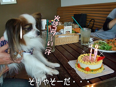 DOG GARDEN CAFE´