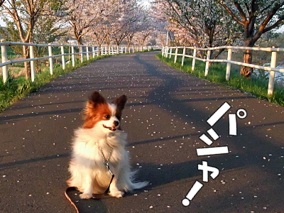 ºù²Öà¥Ì¡¦